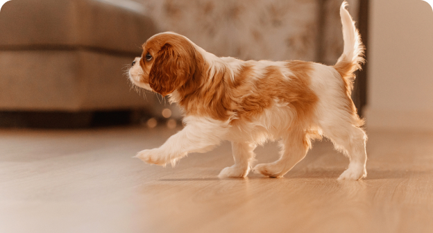 犬猫にもやさしい床材