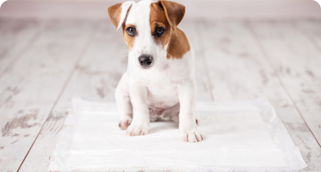 犬猫のニオイ対策