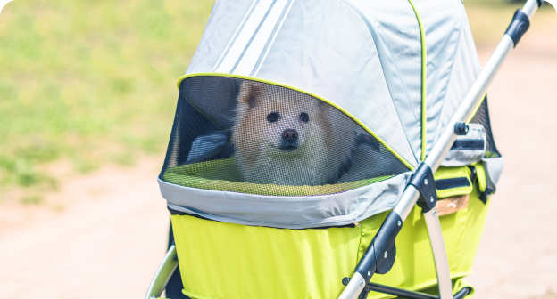犬猫との外出