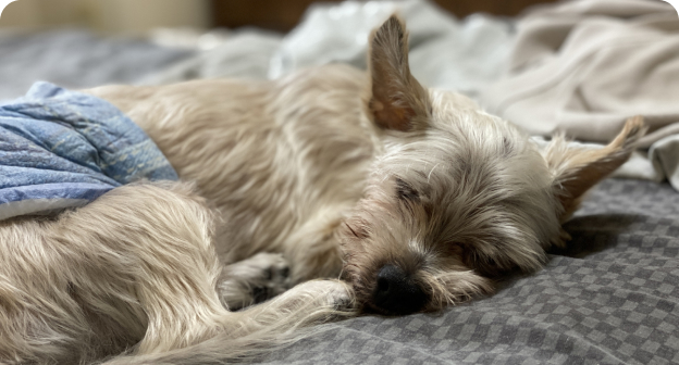 シニア期の犬猫と暮らす